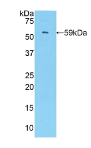 Western blot - Anti-IRF1 antibody (AB232861)