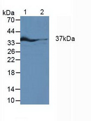 Western blot - Anti-IRF1 antibody (AB233087)