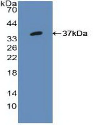Western blot - Anti-IRF1 antibody (AB233087)