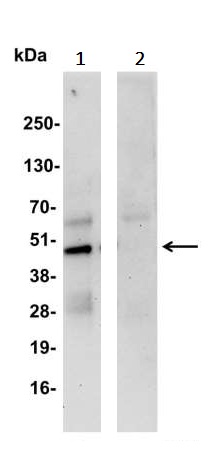 Immunoprecipitation - Anti-IRF1 antibody (AB245338)