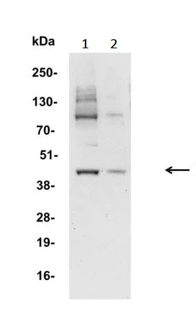 Western blot - Anti-IRF1 antibody (AB245338)
