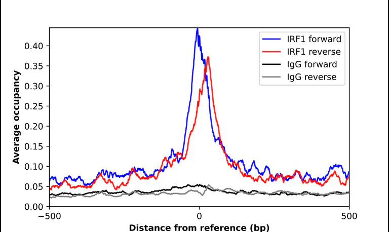 ChIP - Anti-IRF1 Antibody (AB327275)