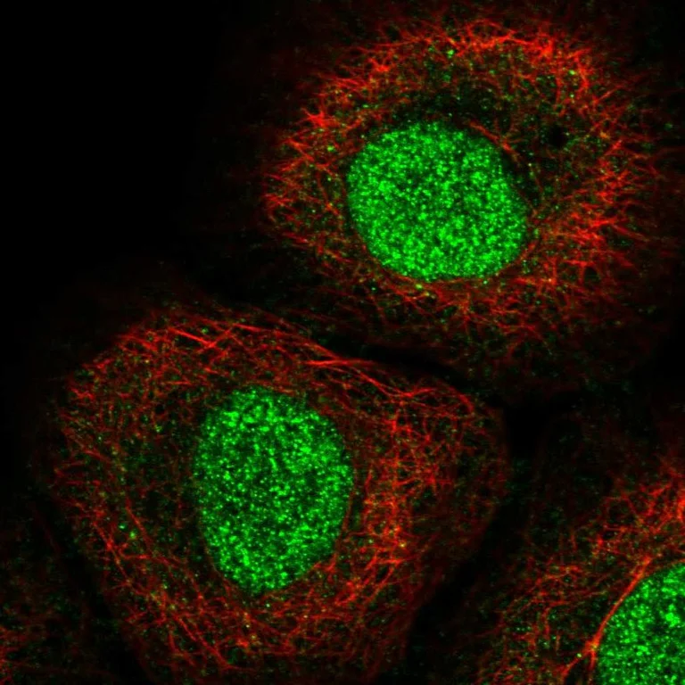 Immunocytochemistry/ Immunofluorescence - Anti-IRF1 Antibody (AB327275)