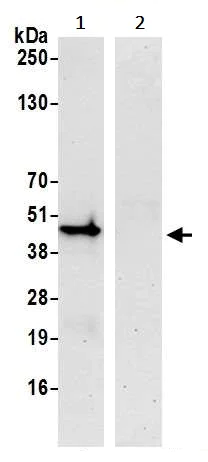 Immunoprecipitation - Anti-IRF1 antibody [BLR039F] - BSA free (AB272088)