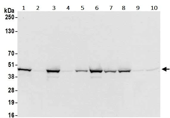Western blot - Anti-IRF1 antibody [BLR039F] - BSA free (AB272088)