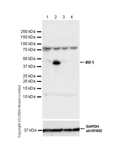 Western blot - Anti-IRF1 antibody [EPR28967-56] - BSA and Azide free (AB324808)