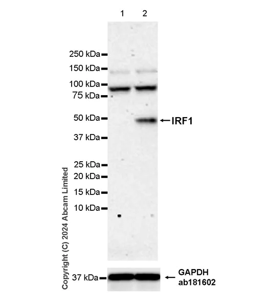Western blot - Anti-IRF1 antibody [EPR28967-56] - BSA and Azide free (AB324808)