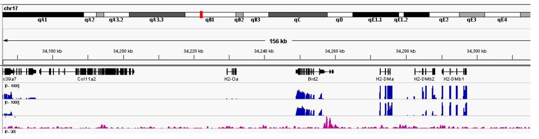 ChIP-sequencing - Anti-IRF2 antibody (AB245658)