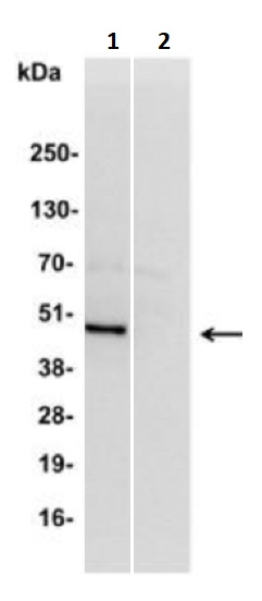 Immunoprecipitation - Anti-IRF2 antibody (AB245658)