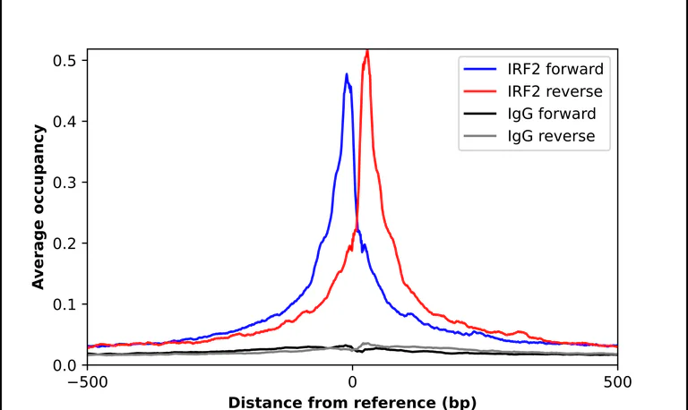 ChIP - Anti-IRF2 Antibody (AB327246)