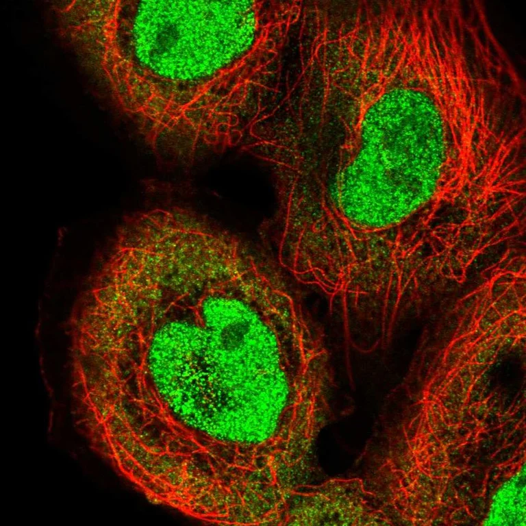 Immunocytochemistry/ Immunofluorescence - Anti-IRF2 Antibody (AB327246)
