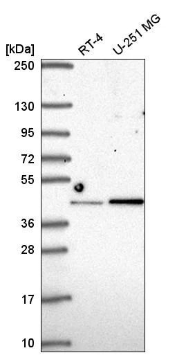 Western blot - Anti-IRF2 Antibody (AB327246)