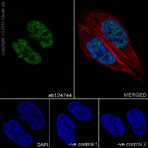 Immunocytochemistry/ Immunofluorescence - Anti-IRF2 antibody [EPR4644(2)] (AB124744), expandable thumbnail