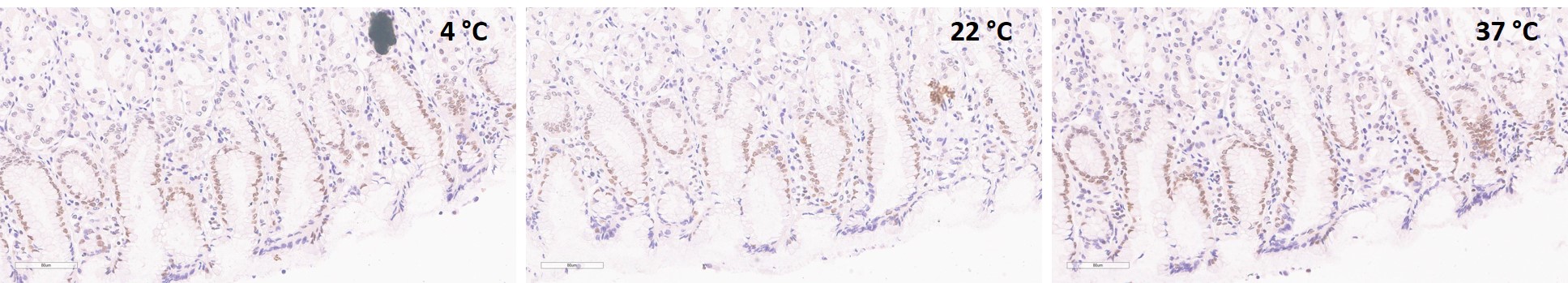 Immunohistochemistry (Formalin/PFA-fixed paraffin-embedded sections) - Anti-IRF2 antibody [EPR4644(2)] (AB124744)