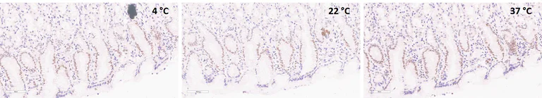 Immunohistochemistry (Formalin/PFA-fixed paraffin-embedded sections) - Anti-IRF2 antibody [EPR4644(2)] (AB124744)
