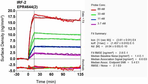 OI-RD Scanning - Anti-IRF2 antibody [EPR4644(2)] (ab124744), expandable thumbnail