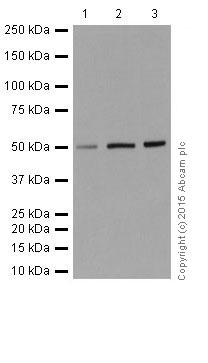 Western blot - Anti-IRF2 antibody [EPR4644(2)] (AB124744), expandable thumbnail