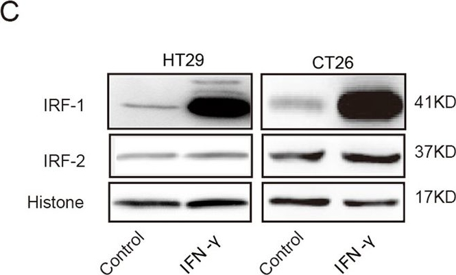 Western blot - Anti-IRF2 antibody [EPR4644(2)] (ab124744), expandable thumbnail