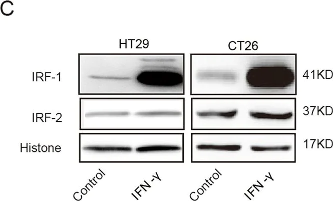 Western blot - Anti-IRF2 antibody [EPR4644(2)] (AB124744)