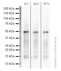 Western blot - Anti-IRF2 antibody [EPR4644(2)] (AB124744)