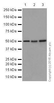 Western blot - Anti-IRF2 antibody [EPR4644(2)] (AB124744), expandable thumbnail