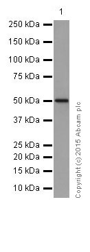 Western blot - Anti-IRF2 antibody [EPR4644(2)] (ab124744), expandable thumbnail