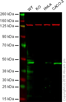 Western blot - Anti-IRF2 antibody [EPR4644(2)] - BSA and Azide free (AB229443)