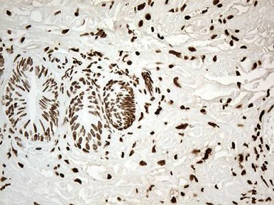 Immunohistochemistry (Formalin/PFA-fixed paraffin-embedded sections) - Anti-IRF2BP1 antibody [OTI3A6] (AB236392)