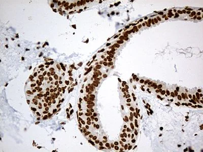 Immunohistochemistry (Formalin/PFA-fixed paraffin-embedded sections) - Anti-IRF2BP1 antibody [OTI3A6] (AB236392)