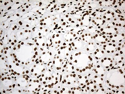 Immunohistochemistry (Formalin/PFA-fixed paraffin-embedded sections) - Anti-IRF2BP1 antibody [OTI3A6] (AB236392)