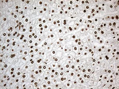 Immunohistochemistry (Formalin/PFA-fixed paraffin-embedded sections) - Anti-IRF2BP1 antibody [OTI3A6] (AB236392)