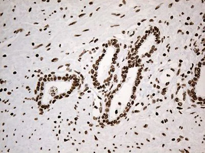 Immunohistochemistry (Formalin/PFA-fixed paraffin-embedded sections) - Anti-IRF2BP1 antibody [OTI3A6] (AB236392)