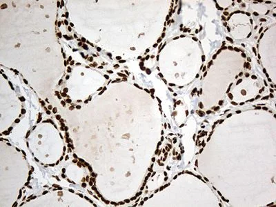 Immunohistochemistry (Formalin/PFA-fixed paraffin-embedded sections) - Anti-IRF2BP1 antibody [OTI3A6] (AB236392)