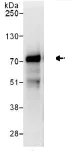 Immunoprecipitation - Anti-IRF2BP2 antibody (AB114997)