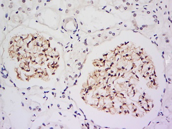 Immunohistochemistry (Formalin/PFA-fixed paraffin-embedded sections) - Anti-IRF2BP2 antibody (AB217361)