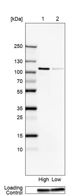 Western blot - Anti-IRF2BPL antibody (AB221099)