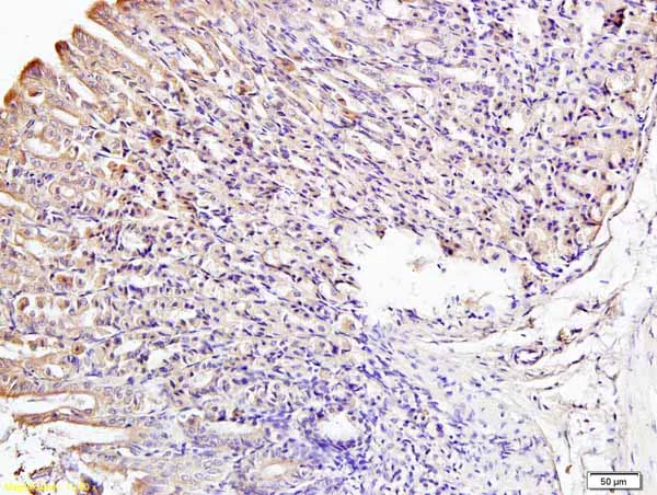 Immunohistochemistry (Formalin/PFA-fixed paraffin-embedded sections) - Anti-IRF3 antibody (AB218160)