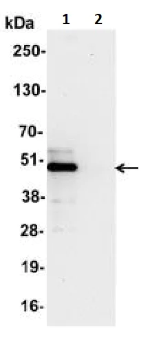 Immunoprecipitation - Anti-IRF3 antibody (AB245341)