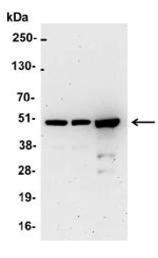 Western blot - Anti-IRF3 antibody (AB245341)
