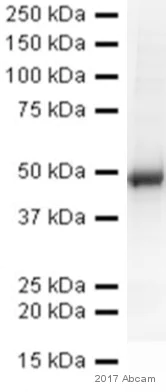 Western blot - Anti-IRF3 antibody (AB25950)