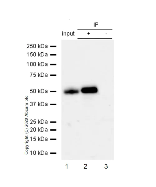 Immunoprecipitation - Anti-IRF3 antibody [EP2419Y] - BSA and Azide free (AB201810)