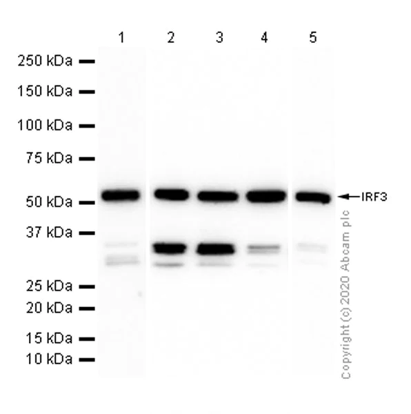 Western blot - Anti-IRF3 antibody [EP2419Y] - BSA and Azide free (AB201810)