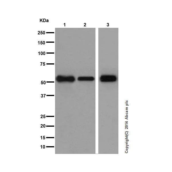 Western blot - Anti-IRF3 antibody [EPR2418Y] (AB68481)