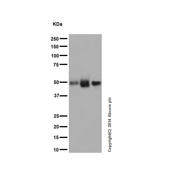 Western blot - Anti-IRF3 antibody [EPR2418Y] (AB68481)