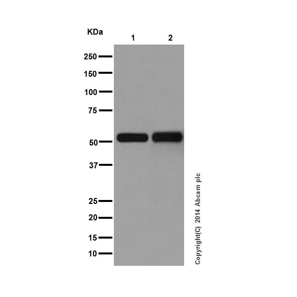 Western blot - Anti-IRF3 antibody [EPR2418Y] (AB68481)
