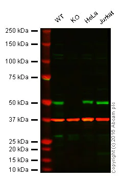 Western blot - Anti-IRF3 antibody [EPR2418Y] (AB68481)