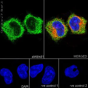 Immunocytochemistry/ Immunofluorescence - Anti-IRF3 antibody [EPR2418Y] - BSA and Azide free (AB201809)