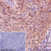Immunohistochemistry (Formalin/PFA-fixed paraffin-embedded sections) - Anti-IRF3 antibody [EPR2418Y] - BSA and Azide free (AB201809)