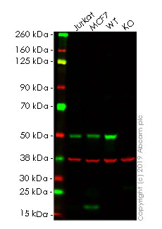 Western blot - Anti-IRF3 antibody [EPR2418Y] - BSA and Azide free (AB201809)
