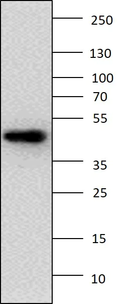 Western blot - Anti-IRF3 antibody [IRF35I218] (AB50772)